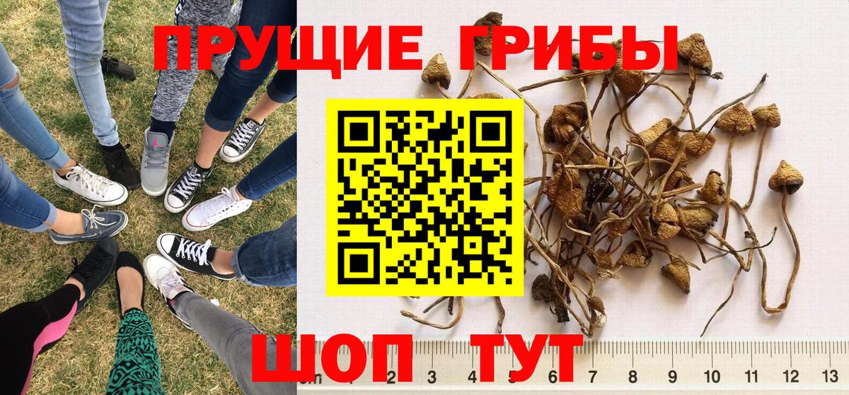 Псилоцибиновые грибы Psilocybe Саки